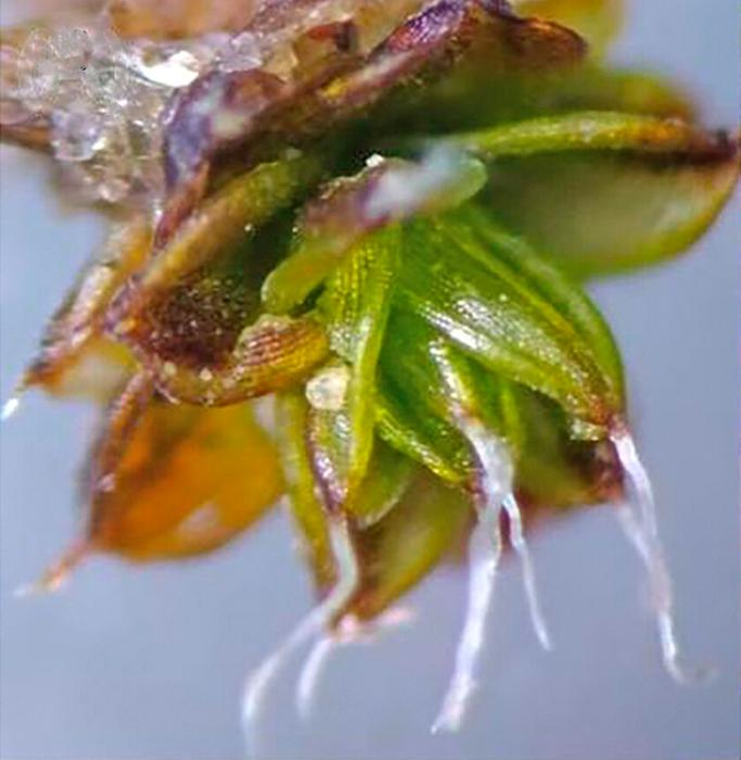 Moss closeup
