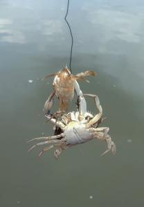 Crab Cannibalism close-up