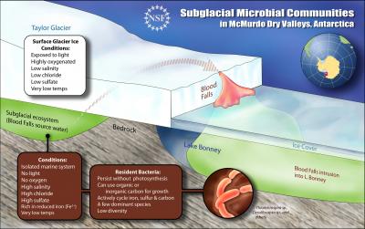 Cross-section of Blood Falls