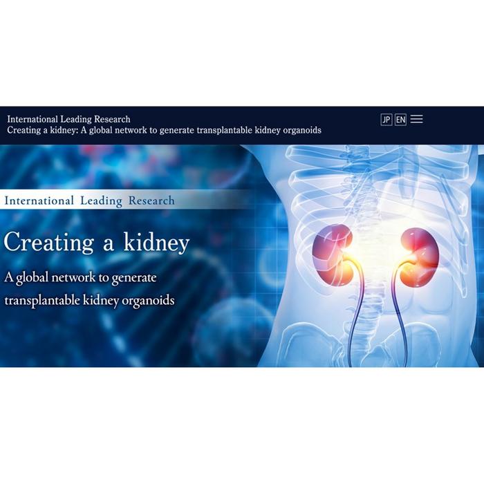 Official Website of International Leading Research project “Creating a Kidney: A Global Network to Generate Transplantable Kidney Organoids“