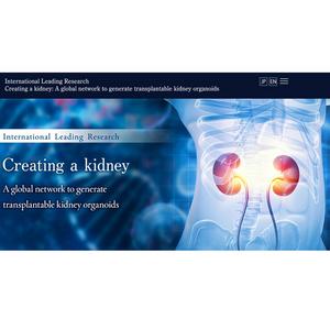 Official Website of International Leading Research project “Creating a Kidney: A Global Network to Generate Transplantable Kidney Organoids“