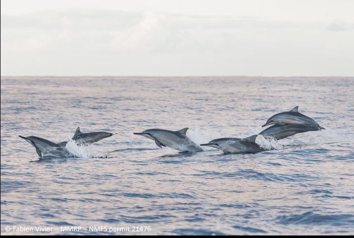 Spinner Dolphins