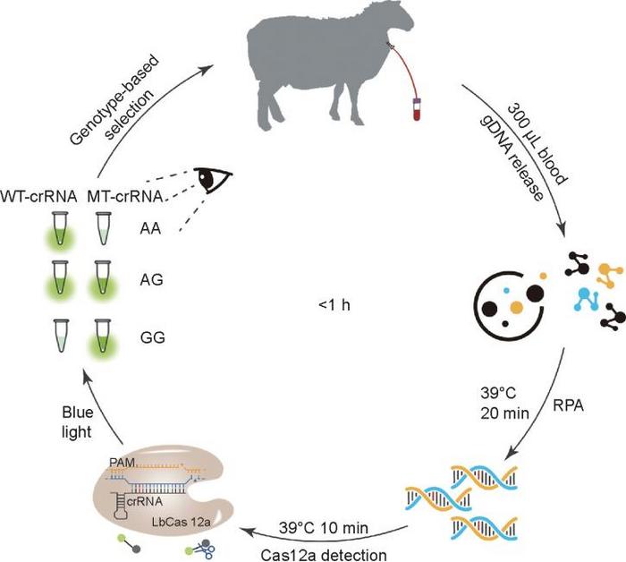 Fig. 1. Schematic diagram of the rapid FecBB detection using the Cas12a system.