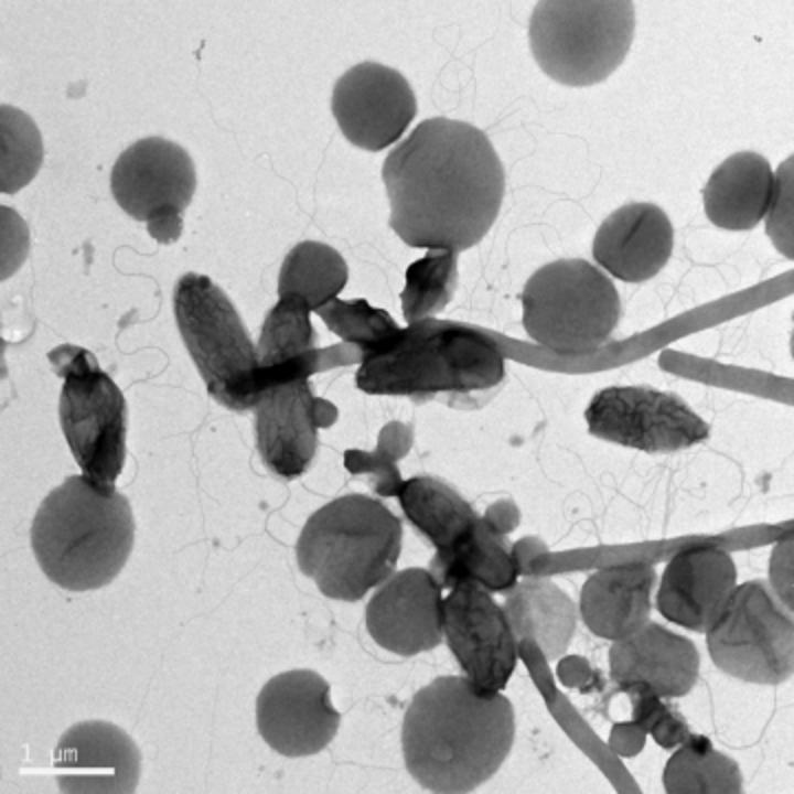 Heat Loving Bacteria and Archaea