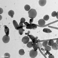 Heat Loving Bacteria and Archaea