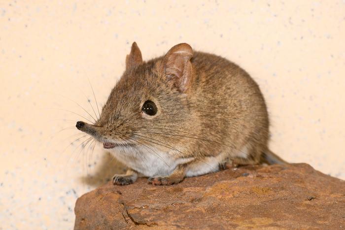 An Eastern Rock sengi (Elephantulus myurus)