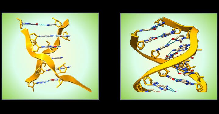 Left-handed Z-RNA and Right-Handed A-RNA