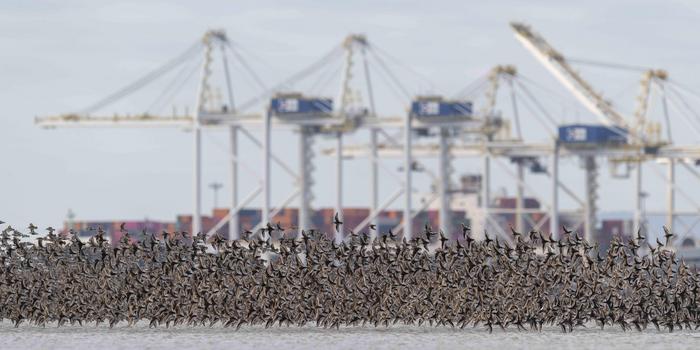 Western Sandpipers in flight over the Fraser River Estuary