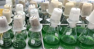 Cyanobacteria flasks