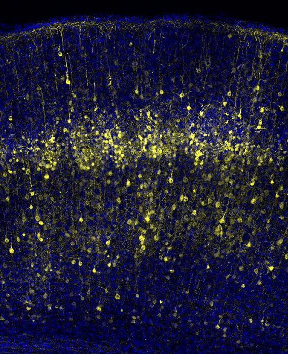 Tracing the origins of cortical neurons