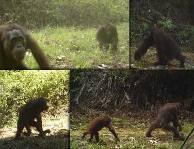 Orangutans