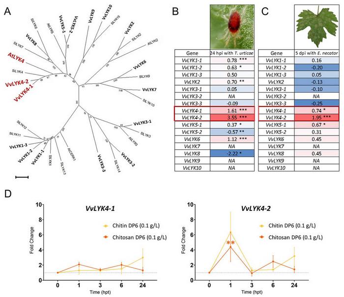 LysM-RLK phylogenetic analysis and expression profiles in Vitis vinifera challenged with different bioagressors or chitooligosaccharide elicitors.