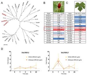 A grapevine receptor reveals how chitosan activates immunity