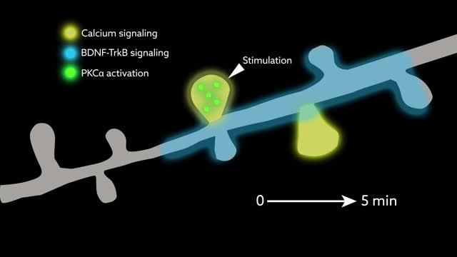 PKC Integrates Spatiotemporally Distinct Calcium and Autocrine BDNF Signaling to Facilitate Synaptic