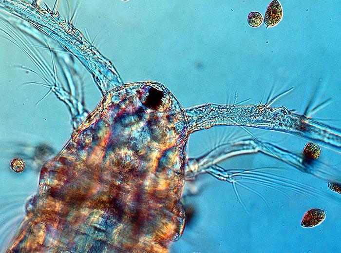 Copepod Close Up