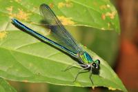 <i>Umma gumma</i>, a New Damselfly From Gabon 