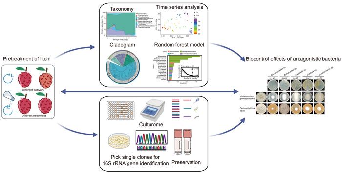 Postharvest bacterial dynamics in litchi