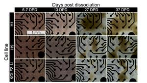 Microelectrode array