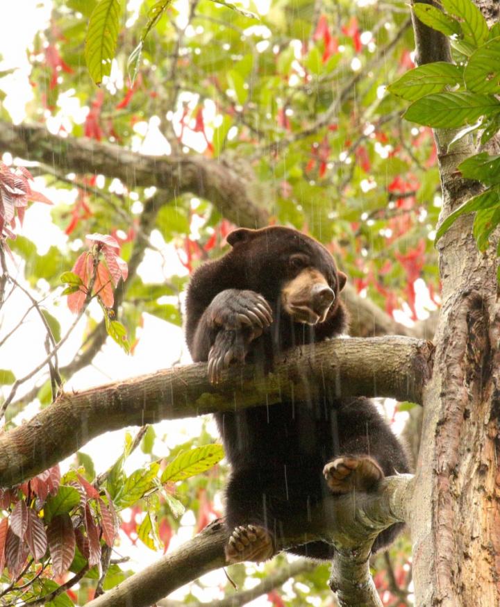Sun Bear