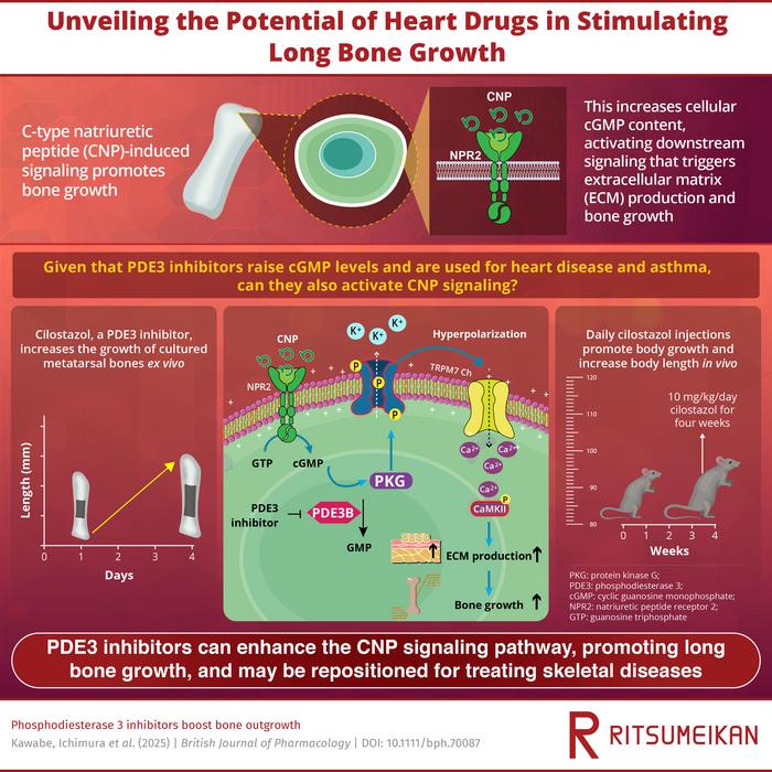 Drugs used to treat heart conditions can stimulate bone growth, finds a new study