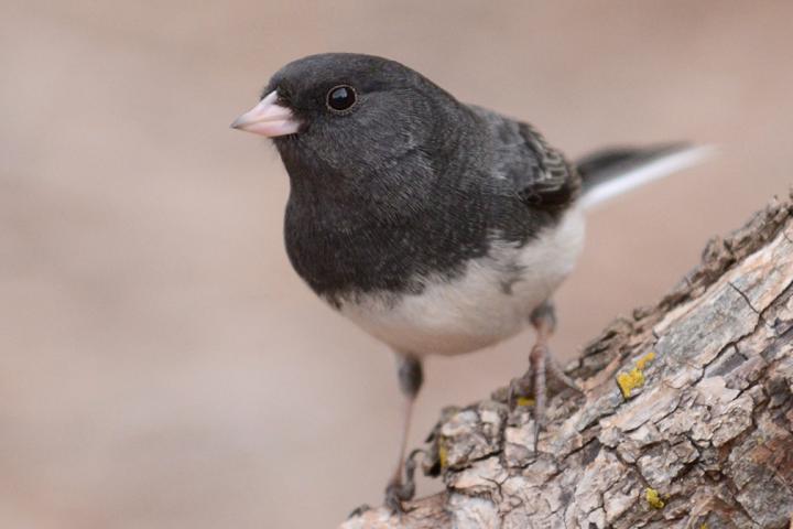 Dark-Eyed Junco