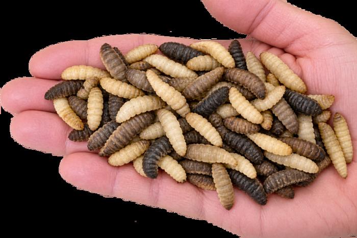 Scientists turn to nature’s recycling insects to solve Florida’s seaweed problem