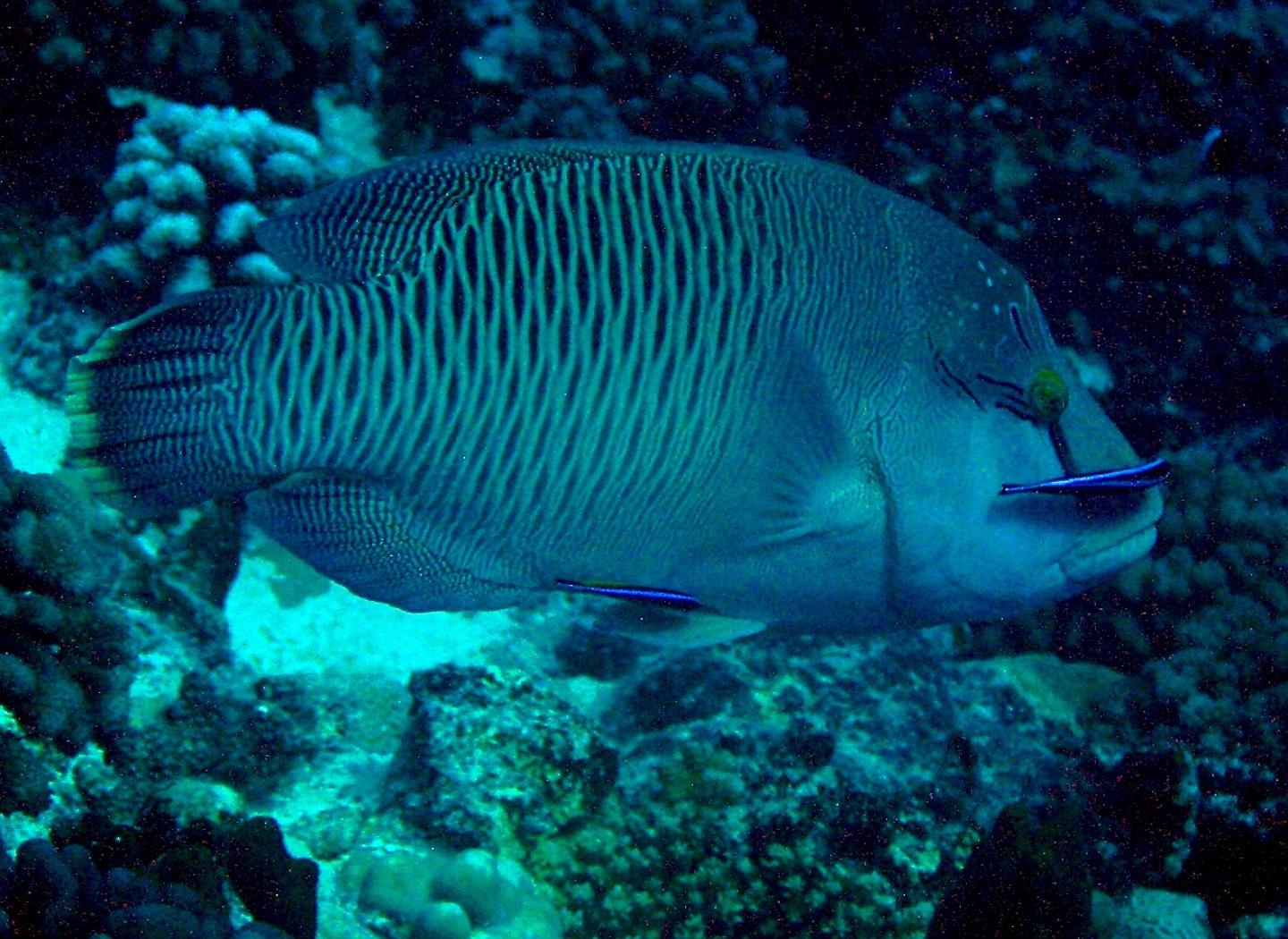 Cleaner Fish (1 of 2)