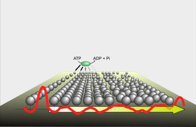 Determining Nucleosome Positions