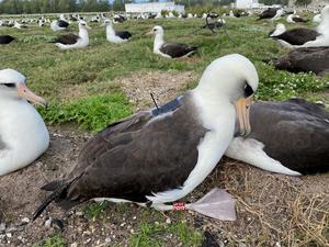 Laysan albatross