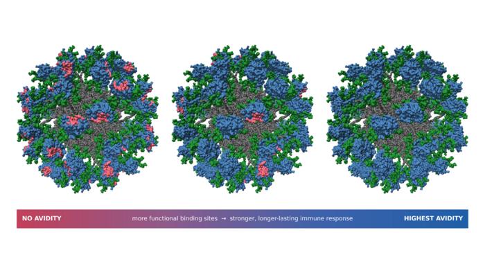 Vaccine nanoparticles