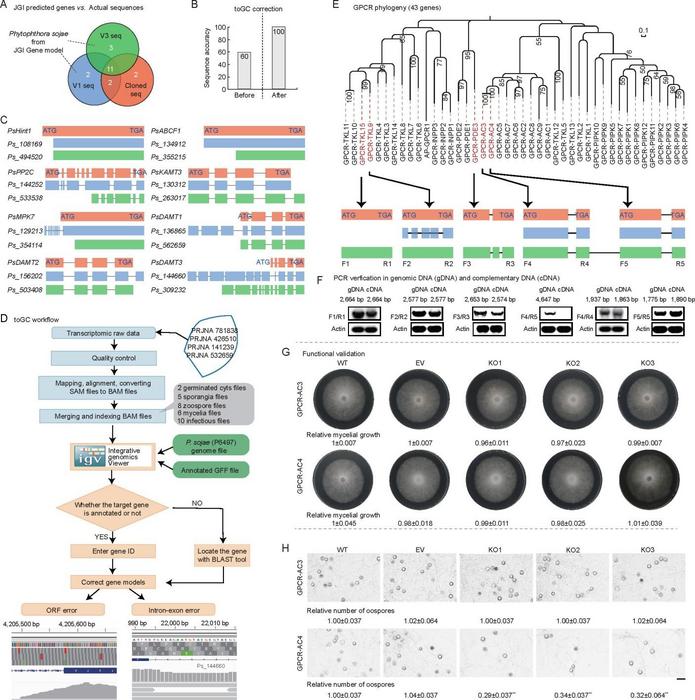 Fig. 1. Development and application of toGC on corrections of gene models.