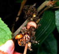 Larva vs. Larvae