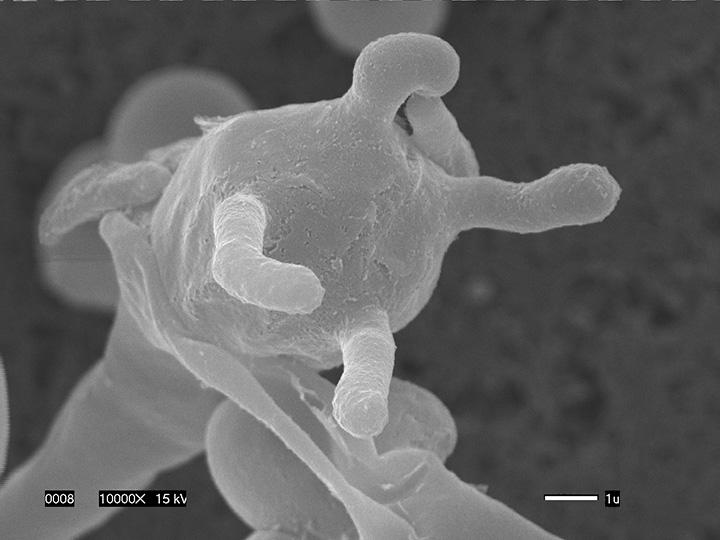 Spores on <i>Cryptococcus deuterogattii</i>