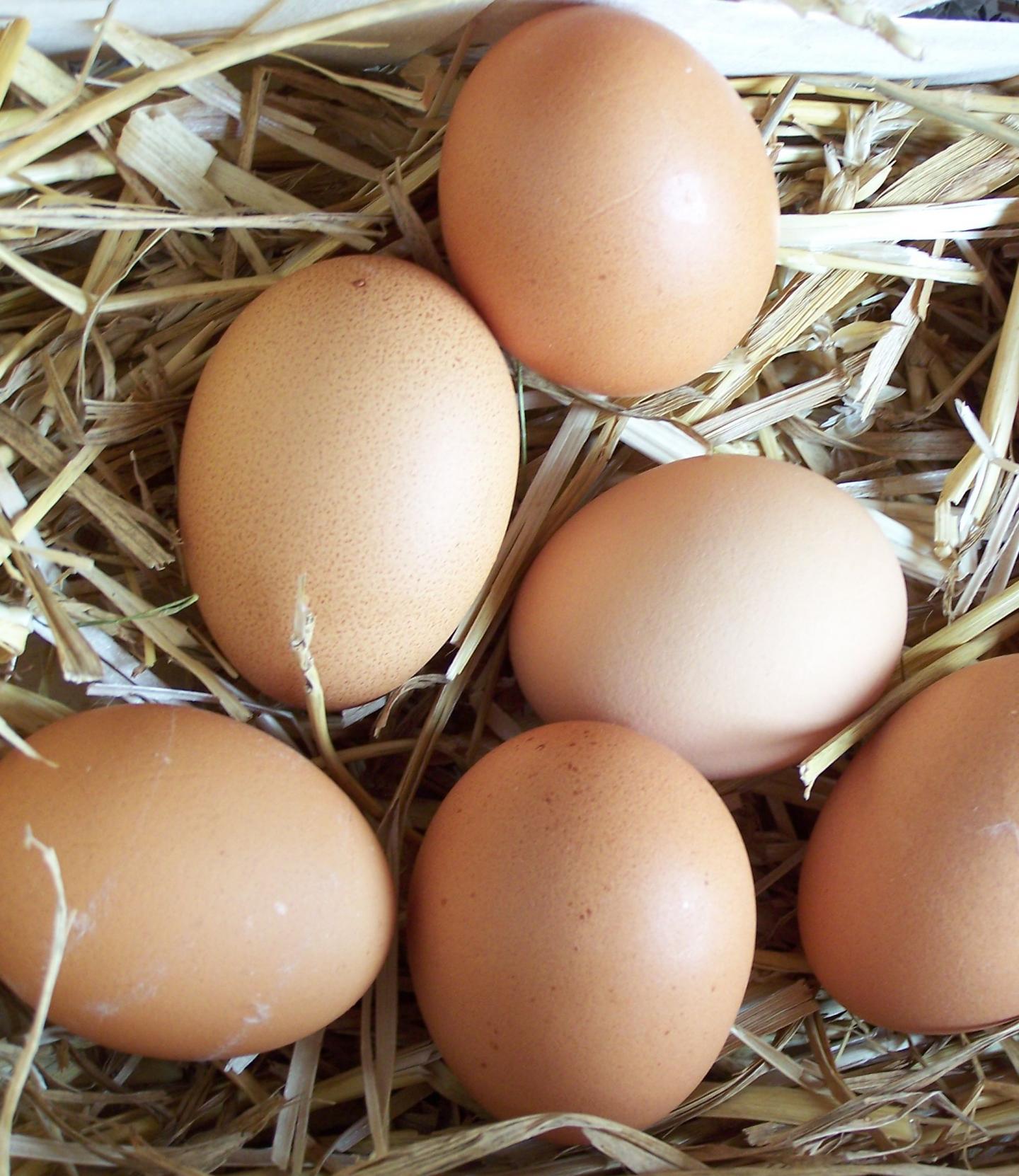 Fresh Eggs