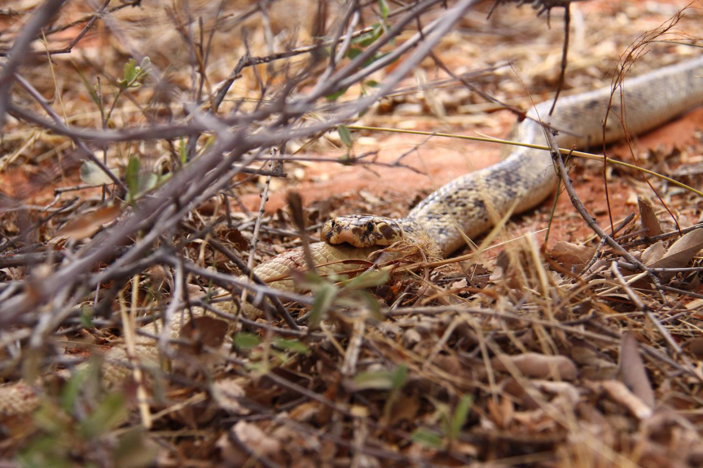 Cobra Cannibalism