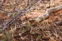Cobra Cannibalism