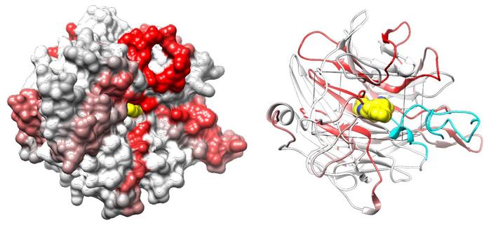 Protein surface and ribbon
