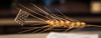 Graphene Aerogel