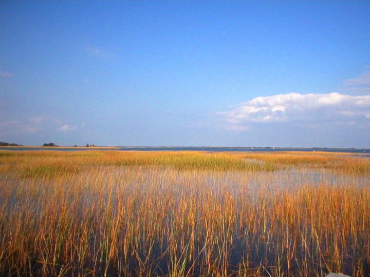 Low Marsh