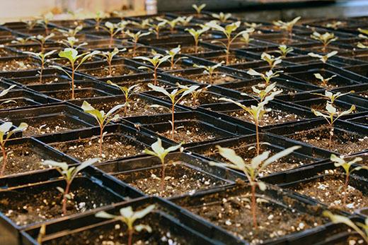 Waterhemp
