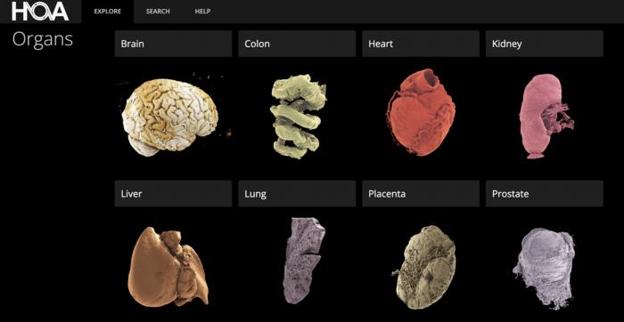 screenshot of the Human Organ Atlas portal