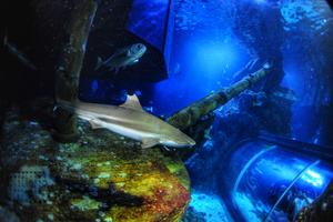 Blacktip Reef Shark
