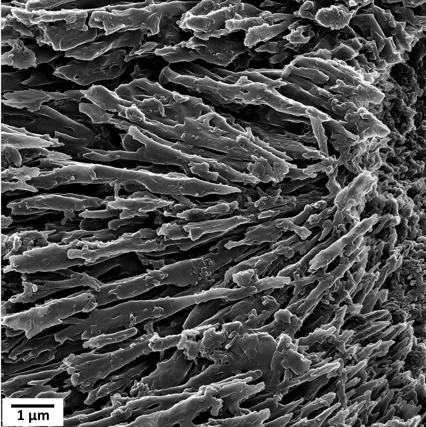 Is the Debate Over Coral Skeletal Development Finally Over?