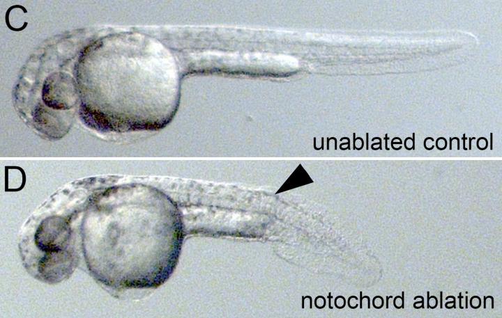 Embryonic Development