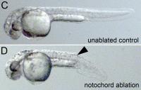 Embryonic Development