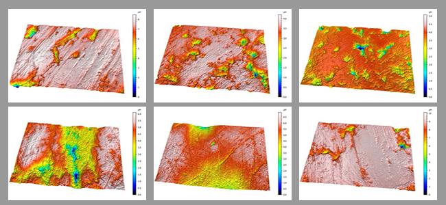 Lion Dental Microwear Patterns