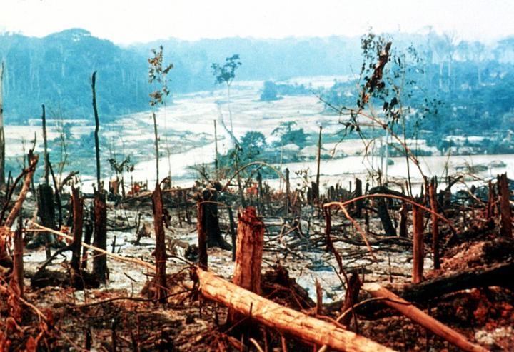 Amazon deforestation