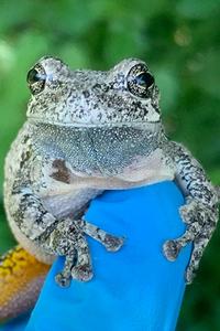Gray tree frog