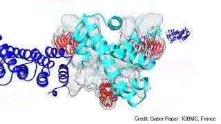 The Architecture of Human General Transcription Factor Tfiid Core Complex