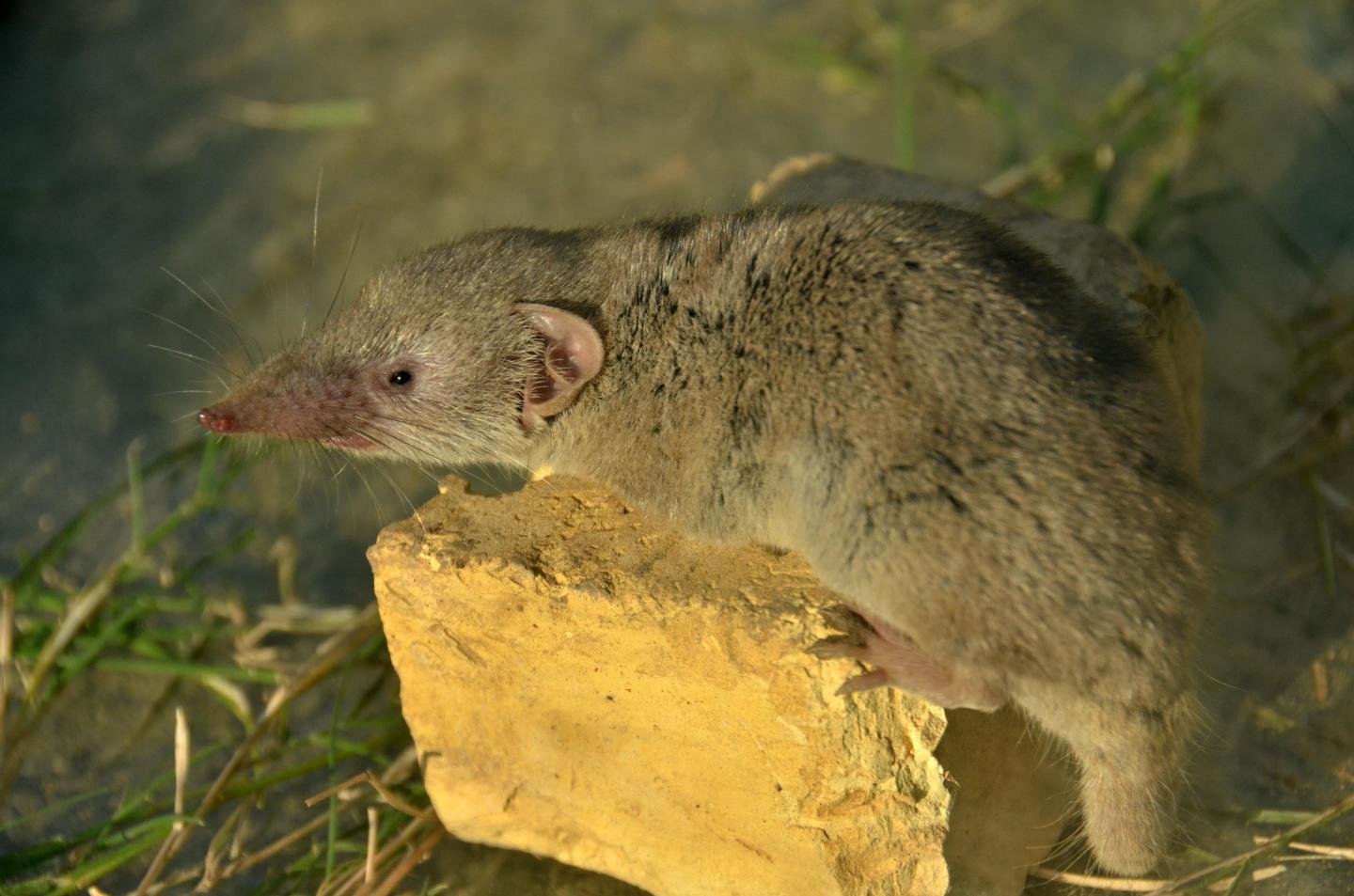 House Shrew